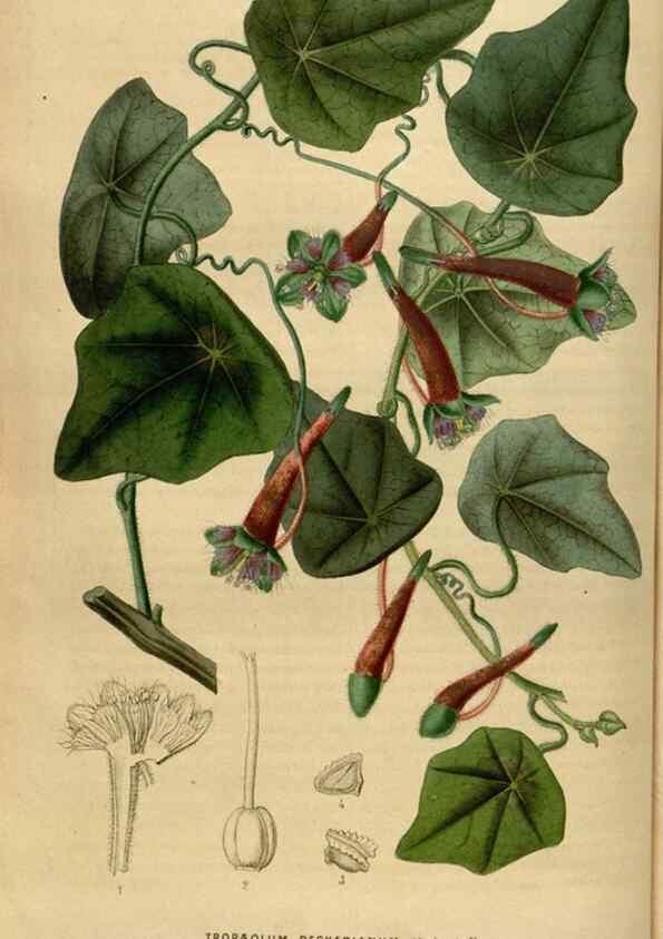 Reproducción/Reproduction 49492659726: Flore des serres et des jardins de l'Europe. A Gand :chez Louis van Houtte, eÌditeur,1845-1880.. 