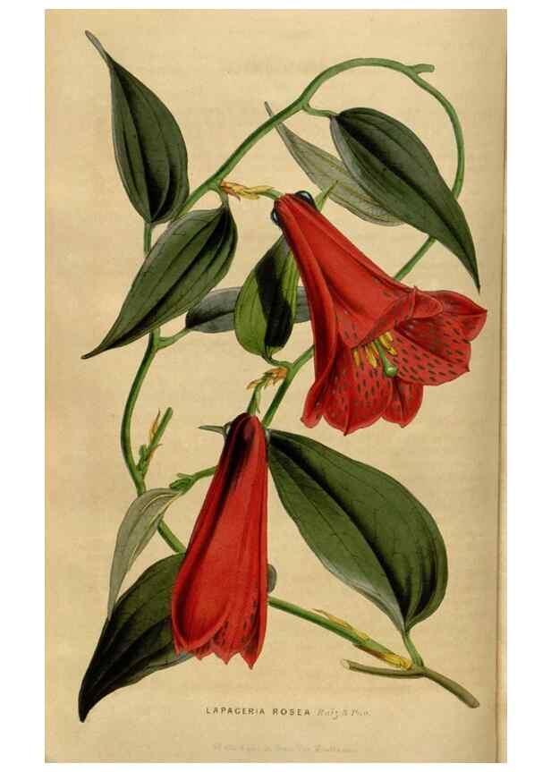 Reproducción/Reproduction 49492660071: Flore des serres et des jardins de l'Europe. A Gand :chez Louis van Houtte, eÌditeur,1845-1880.. 