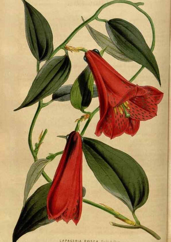 Reproducción/Reproduction 49492660071: Flore des serres et des jardins de l'Europe. A Gand :chez Louis van Houtte, eÌditeur,1845-1880.. 
