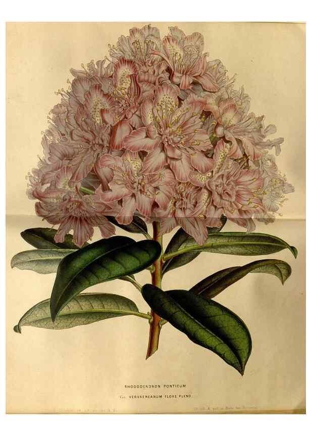 Reproducción/Reproduction 49492660431: Flore des serres et des jardins de l'Europe. A Gand :chez Louis van Houtte, eÌditeur,1845-1880.. 