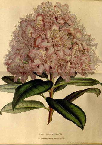 Reproducción/Reproduction 49492660431: Flore des serres et des jardins de l'Europe. A Gand :chez Louis van Houtte, eÌditeur,1845-1880.. 
