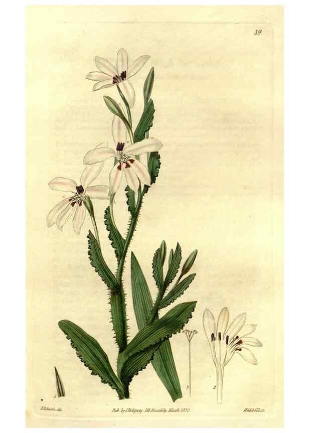 Reproducción/Reproduction 49492160278: Flore des serres et des jardins de l'Europe. A Gand :chez Louis van Houtte, eÌditeur,1845-1880.. 