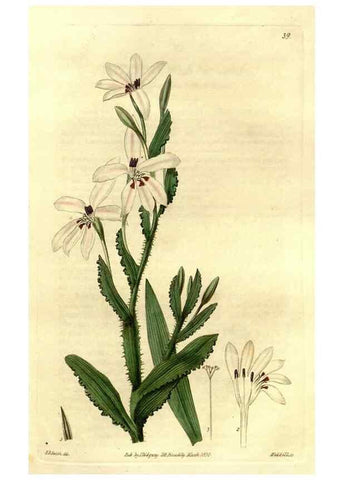 Reproducción/Reproduction 49492160278: Flore des serres et des jardins de l'Europe. A Gand :chez Louis van Houtte, eÌditeur,1845-1880.. 
