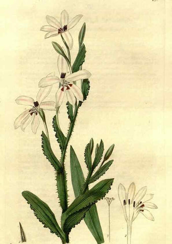 Reproducción/Reproduction 49492160278: Flore des serres et des jardins de l'Europe. A Gand :chez Louis van Houtte, eÌditeur,1845-1880.. 