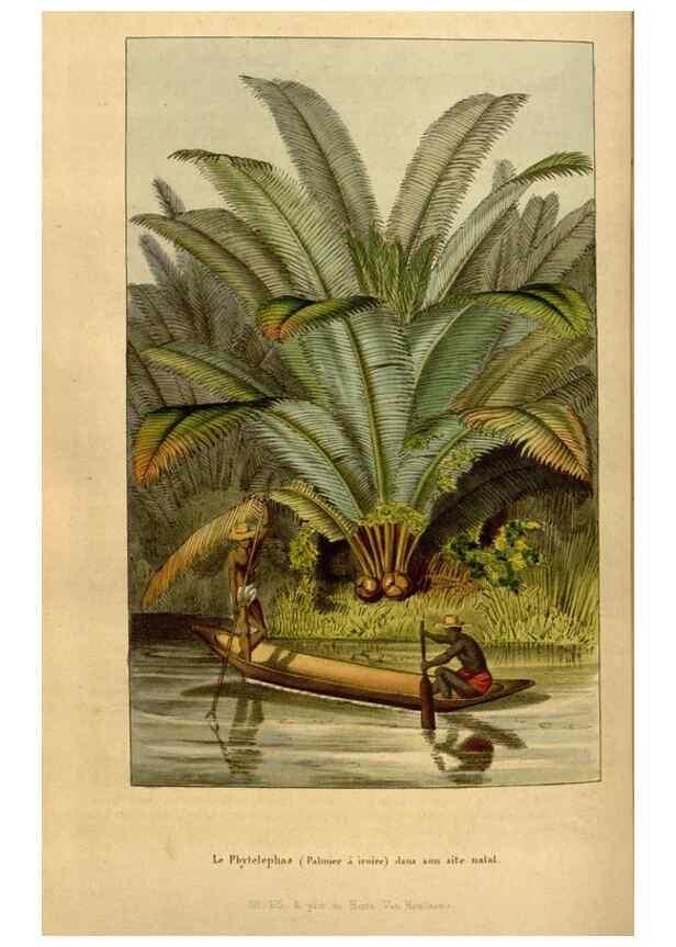 Reproducción/Reproduction 49492160653: Flore des serres et des jardins de l'Europe. A Gand :chez Louis van Houtte, eÌditeur,1845-1880.. 