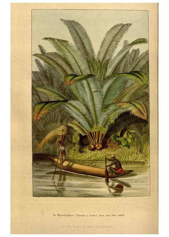 Reproducción/Reproduction 49492160653: Flore des serres et des jardins de l'Europe. A Gand :chez Louis van Houtte, eÌditeur,1845-1880.. 