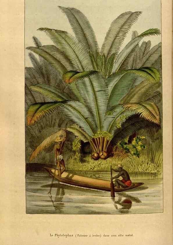 Reproducción/Reproduction 49492160653: Flore des serres et des jardins de l'Europe. A Gand :chez Louis van Houtte, eÌditeur,1845-1880.. 