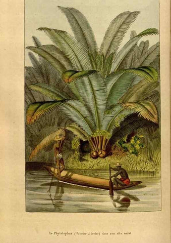 Reproducción/Reproduction 49492160653: Flore des serres et des jardins de l'Europe. A Gand :chez Louis van Houtte, eÌditeur,1845-1880.. 