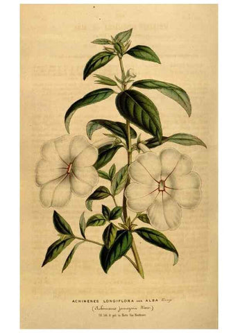 Reproducción/Reproduction 49492881512: Flore des serres et des jardins de l'Europe. A Gand :chez Louis van Houtte, eÌditeur,1845-1880.. 