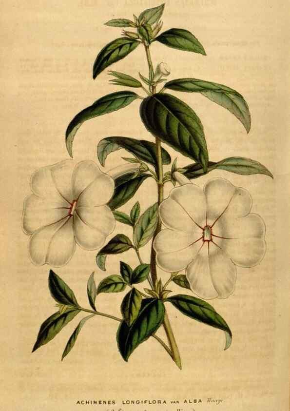 Reproducción/Reproduction 49492881512: Flore des serres et des jardins de l'Europe. A Gand :chez Louis van Houtte, eÌditeur,1845-1880.. 