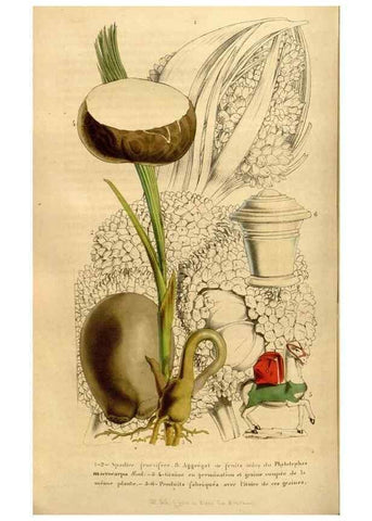 Reproducción/Reproduction 49492661866: Flore des serres et des jardins de l'Europe. A Gand :chez Louis van Houtte, eÌditeur,1845-1880.. 