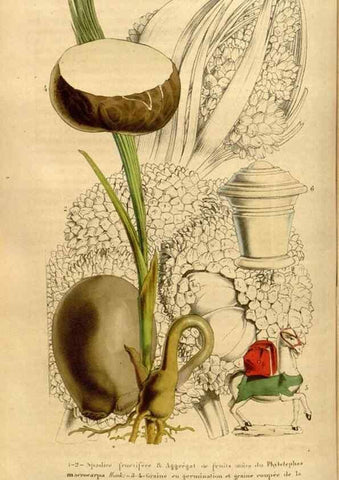 Reproducción/Reproduction 49492661866: Flore des serres et des jardins de l'Europe. A Gand :chez Louis van Houtte, eÌditeur,1845-1880.. 