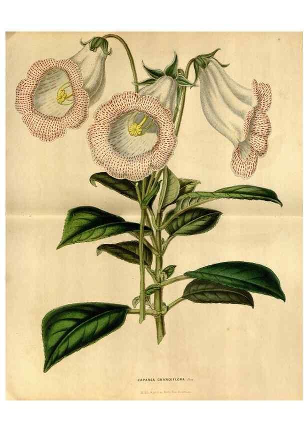 Reproducción/Reproduction 49492162003: Flore des serres et des jardins de l'Europe. A Gand :chez Louis van Houtte, eÌditeur,1845-1880.. 