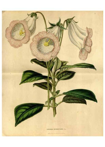 Reproducción/Reproduction 49492162003: Flore des serres et des jardins de l'Europe. A Gand :chez Louis van Houtte, eÌditeur,1845-1880.. 