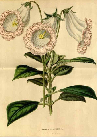 Reproducción/Reproduction 49492162003: Flore des serres et des jardins de l'Europe. A Gand :chez Louis van Houtte, eÌditeur,1845-1880.. 