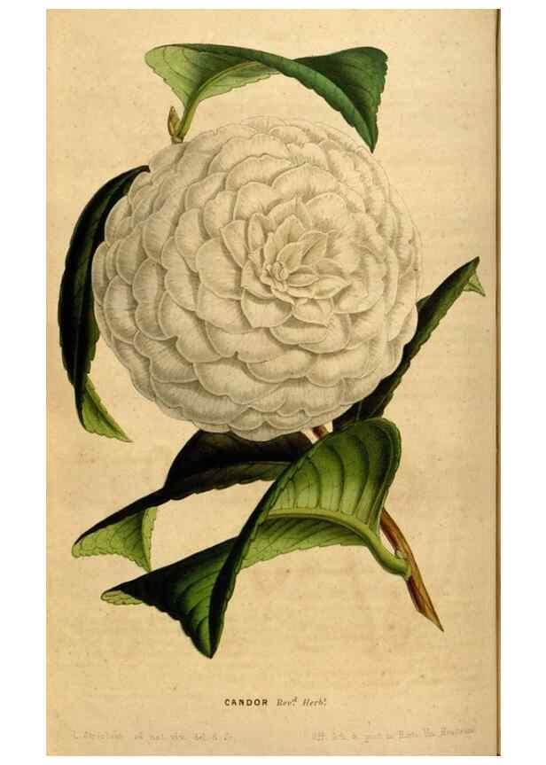 Reproducción/Reproduction 49492663046: Flore des serres et des jardins de l'Europe. A Gand :chez Louis van Houtte, eÌditeur,1845-1880.. 