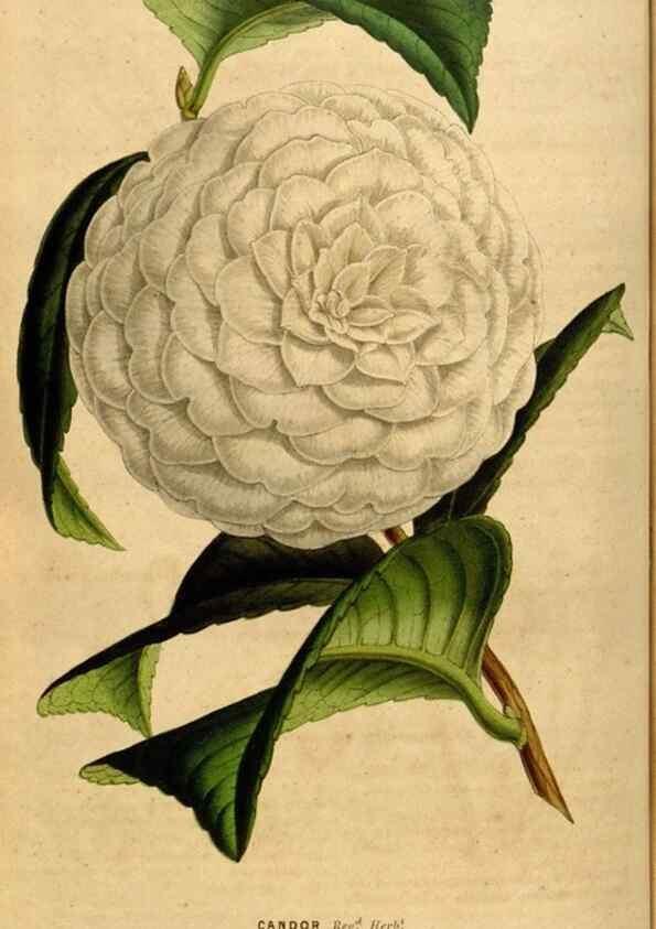 Reproducción/Reproduction 49492663046: Flore des serres et des jardins de l'Europe. A Gand :chez Louis van Houtte, eÌditeur,1845-1880.. 