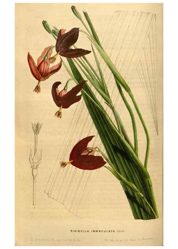 Reproducción/Reproduction 49492874447: Flore des serres et des jardins de l'Europe. A Gand :chez Louis van Houtte, eÌditeur,1845-1880.. 