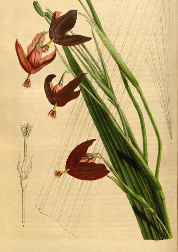 Reproducción/Reproduction 49492874447: Flore des serres et des jardins de l'Europe. A Gand :chez Louis van Houtte, eÌditeur,1845-1880.. 