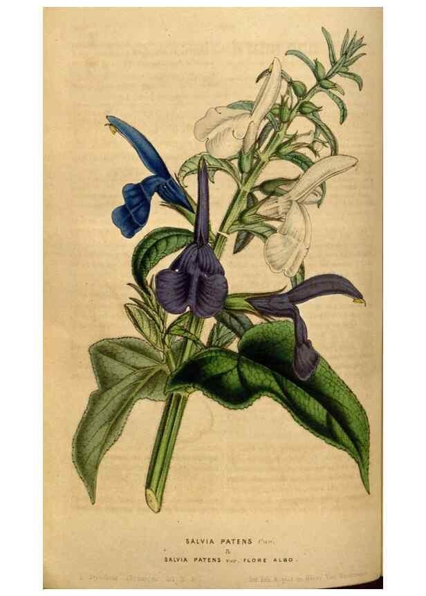 Reproducción/Reproduction 49492874832: Flore des serres et des jardins de l'Europe. A Gand :chez Louis van Houtte, eÌditeur,1845-1880.. 