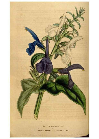Reproducción/Reproduction 49492874832: Flore des serres et des jardins de l'Europe. A Gand :chez Louis van Houtte, eÌditeur,1845-1880.. 
