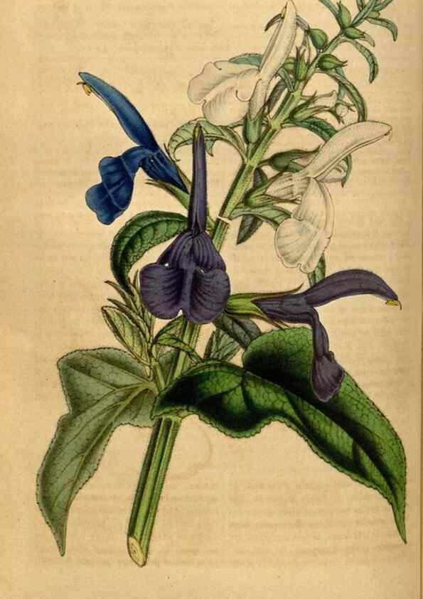 Reproducción/Reproduction 49492874832: Flore des serres et des jardins de l'Europe. A Gand :chez Louis van Houtte, eÌditeur,1845-1880.. 