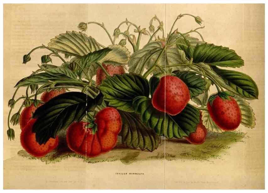 Reproducción/Reproduction 49492163318: Flore des serres et des jardins de l'Europe. A Gand :chez Louis van Houtte, eÌditeur,1845-1880.. 
