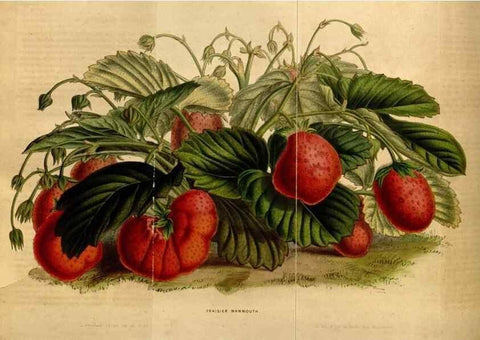 Reproducción/Reproduction 49492163318: Flore des serres et des jardins de l'Europe. A Gand :chez Louis van Houtte, eÌditeur,1845-1880.. 