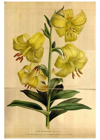 Reproducción/Reproduction 49492163578: Flore des serres et des jardins de l'Europe. A Gand :chez Louis van Houtte, eÌditeur,1845-1880.. 