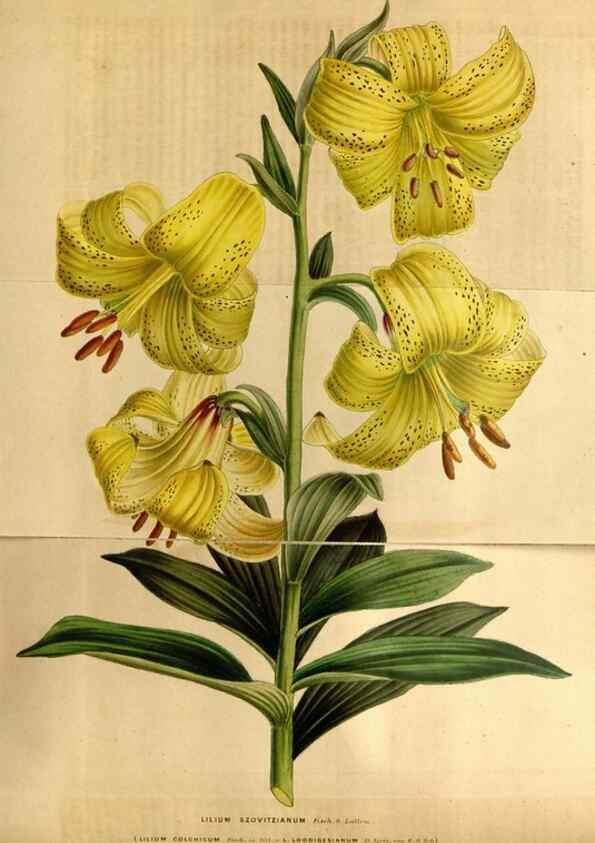 Reproducción/Reproduction 49492163578: Flore des serres et des jardins de l'Europe. A Gand :chez Louis van Houtte, eÌditeur,1845-1880.. 