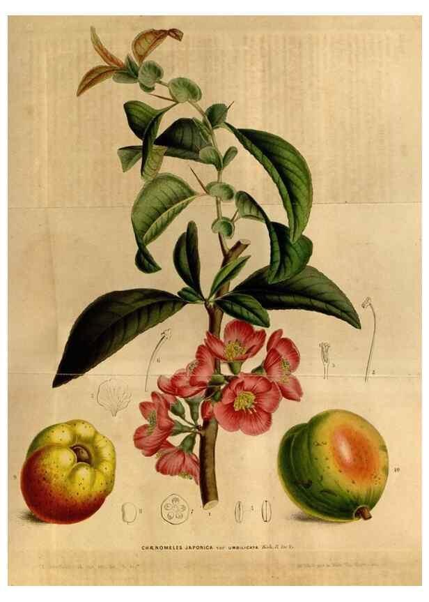 Reproducción/Reproduction 49492664521: Flore des serres et des jardins de l'Europe. A Gand :chez Louis van Houtte, eÌditeur,1845-1880.. 