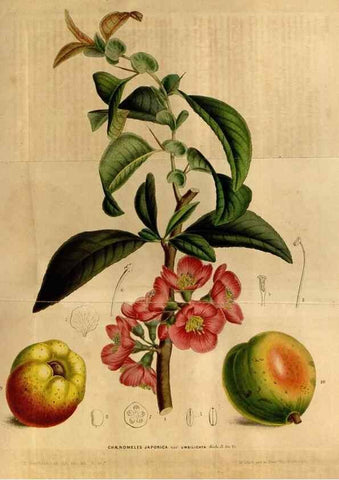 Reproducción/Reproduction 49492664521: Flore des serres et des jardins de l'Europe. A Gand :chez Louis van Houtte, eÌditeur,1845-1880.. 
