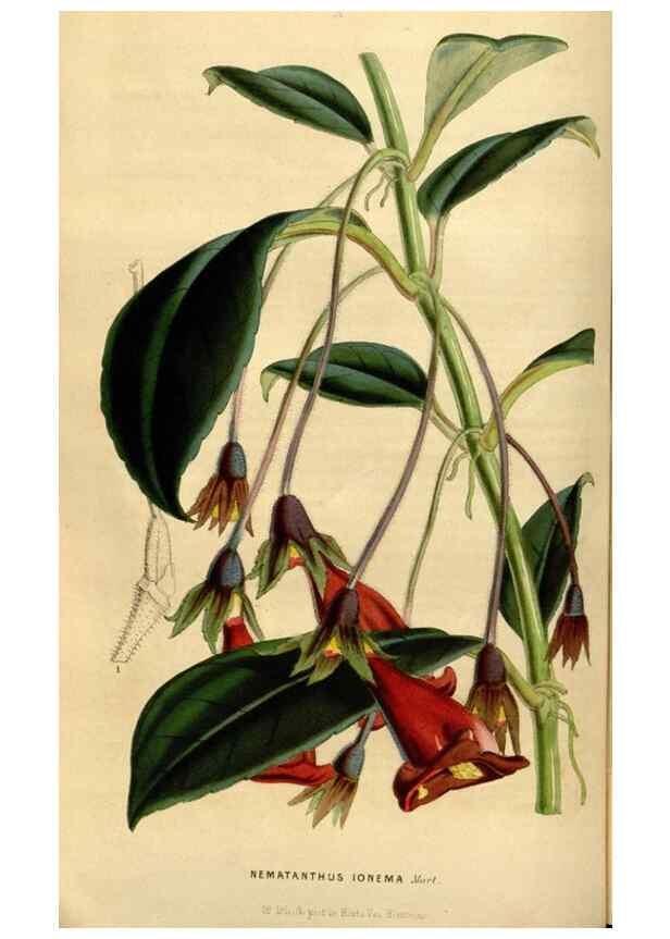 Reproducción/Reproduction 49492662366: Flore des serres et des jardins de l'Europe. A Gand :chez Louis van Houtte, eÌditeur,1845-1880.. 