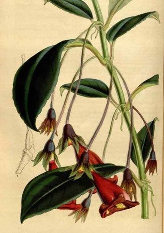 Reproducción/Reproduction 49492662366: Flore des serres et des jardins de l'Europe. A Gand :chez Louis van Houtte, eÌditeur,1845-1880.. 