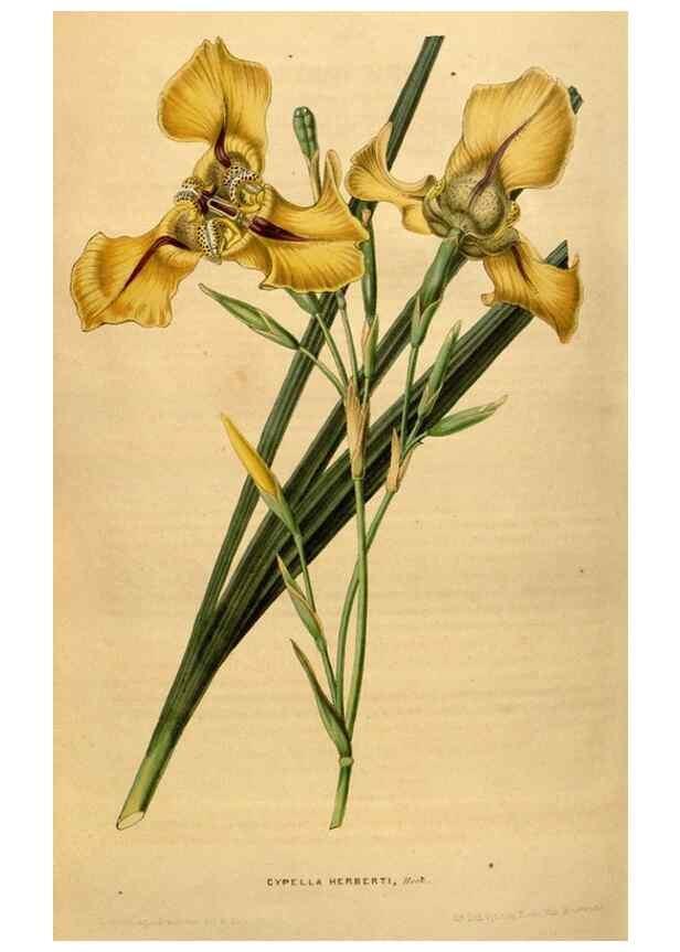 Reproducción/Reproduction 49492170353: Flore des serres et des jardins de l'Europe. A Gand :chez Louis van Houtte, eÌditeur,1845-1880.. 