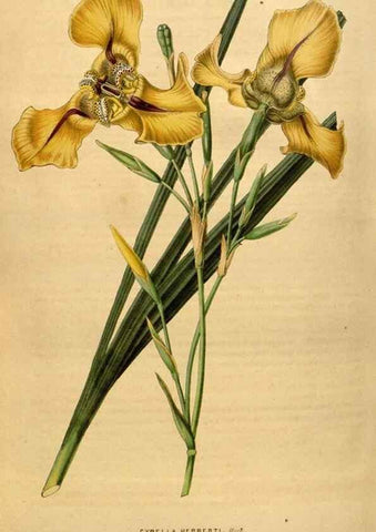 Reproducción/Reproduction 49492170353: Flore des serres et des jardins de l'Europe. A Gand :chez Louis van Houtte, eÌditeur,1845-1880.. 