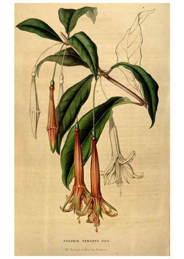 Reproducción/Reproduction 49492882152: Flore des serres et des jardins de l'Europe. A Gand :chez Louis van Houtte, eÌditeur,1845-1880.. 