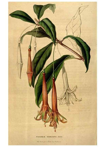 Reproducción/Reproduction 49492882152: Flore des serres et des jardins de l'Europe. A Gand :chez Louis van Houtte, eÌditeur,1845-1880.. 