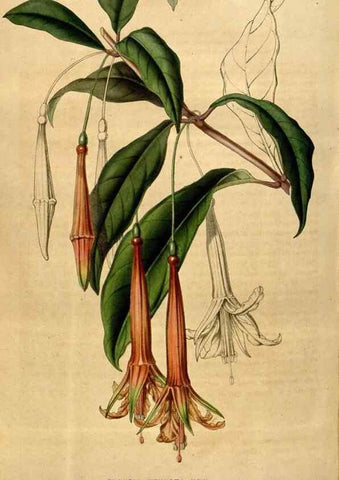Reproducción/Reproduction 49492882152: Flore des serres et des jardins de l'Europe. A Gand :chez Louis van Houtte, eÌditeur,1845-1880.. 