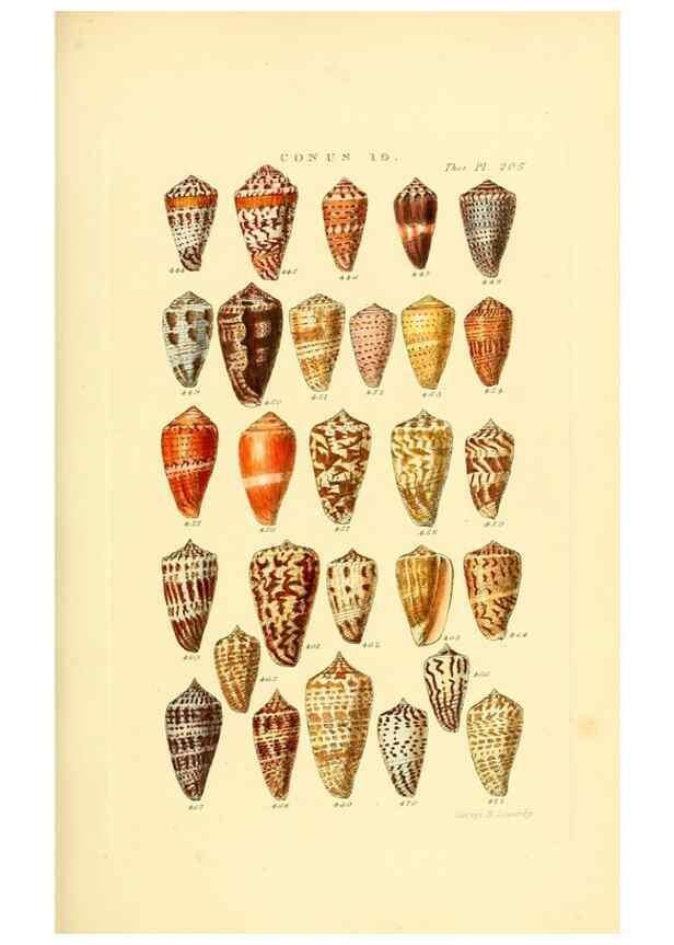 Reproducción/Reproduction 49492595423: Thesaurus conchyliorum, or, Monographs of genera of shells. London :Sowerby ...,1847-1887.. 