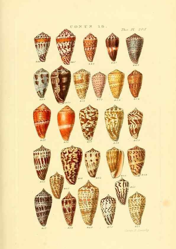 Reproducción/Reproduction 49492595423: Thesaurus conchyliorum, or, Monographs of genera of shells. London :Sowerby ...,1847-1887.. 