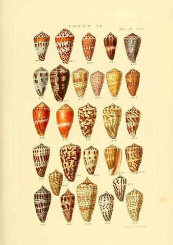 Reproducción/Reproduction 49492595423: Thesaurus conchyliorum, or, Monographs of genera of shells. London :Sowerby ...,1847-1887.. 