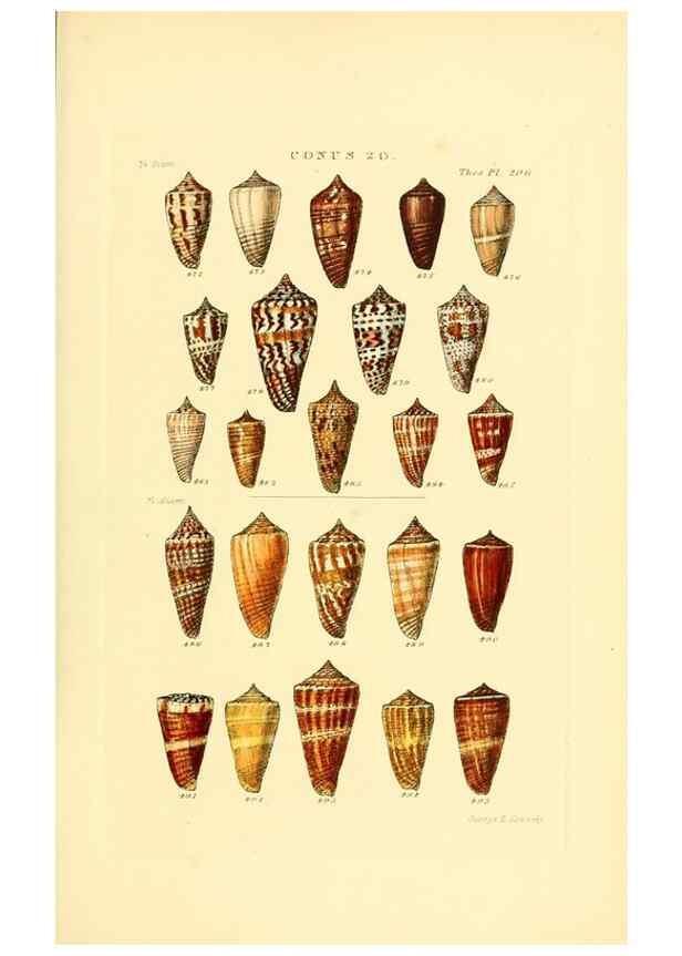 Reproducción/Reproduction 49493095446: Thesaurus conchyliorum, or, Monographs of genera of shells. London :Sowerby ...,1847-1887.. 