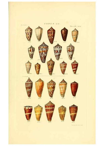Reproducción/Reproduction 49493095446: Thesaurus conchyliorum, or, Monographs of genera of shells. London :Sowerby ...,1847-1887.. 