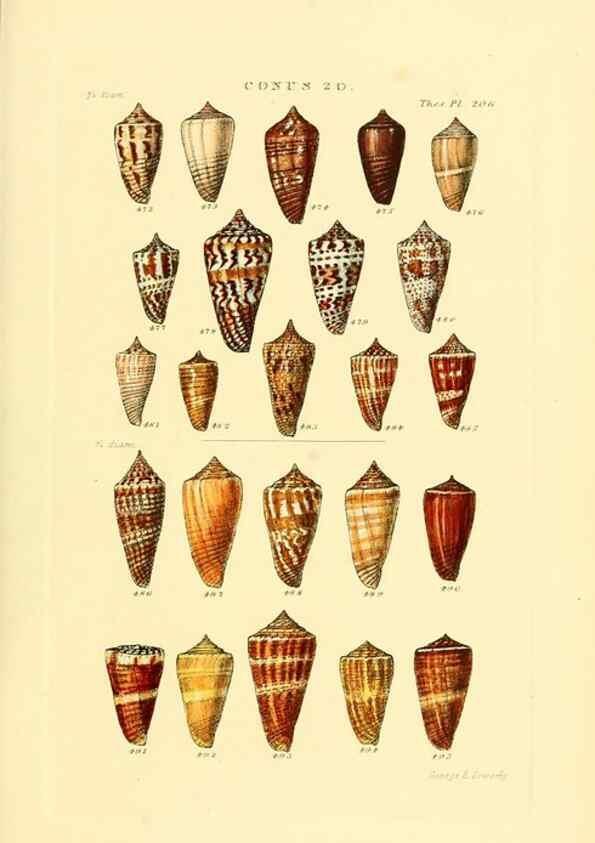 Reproducción/Reproduction 49493095446: Thesaurus conchyliorum, or, Monographs of genera of shells. London :Sowerby ...,1847-1887.. 