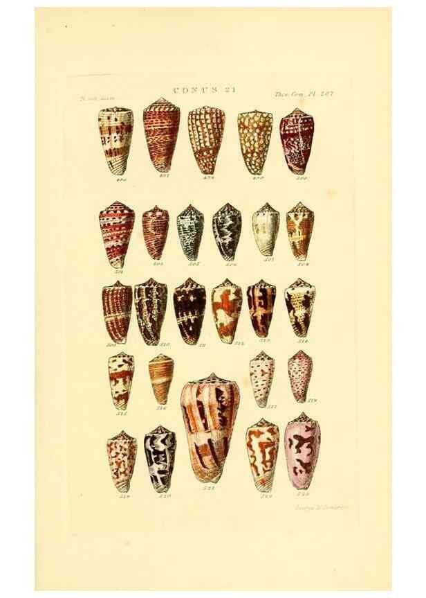 Reproducción/Reproduction 49493307837: Thesaurus conchyliorum, or, Monographs of genera of shells. London :Sowerby ...,1847-1887.. 
