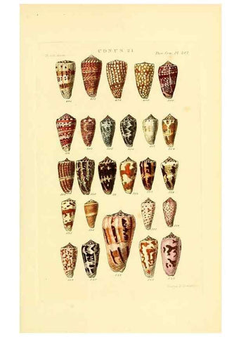 Reproducción/Reproduction 49493307837: Thesaurus conchyliorum, or, Monographs of genera of shells. London :Sowerby ...,1847-1887.. 
