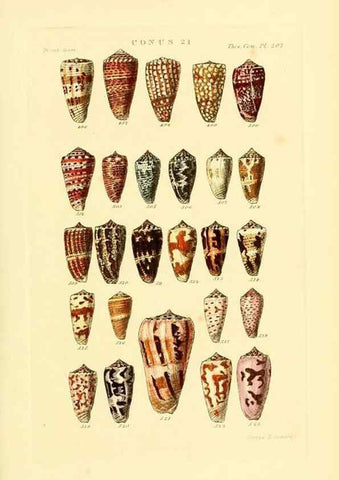 Reproducción/Reproduction 49493307837: Thesaurus conchyliorum, or, Monographs of genera of shells. London :Sowerby ...,1847-1887.. 
