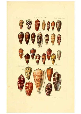 Reproducción/Reproduction 49493095961: Thesaurus conchyliorum, or, Monographs of genera of shells. London :Sowerby ...,1847-1887.. 