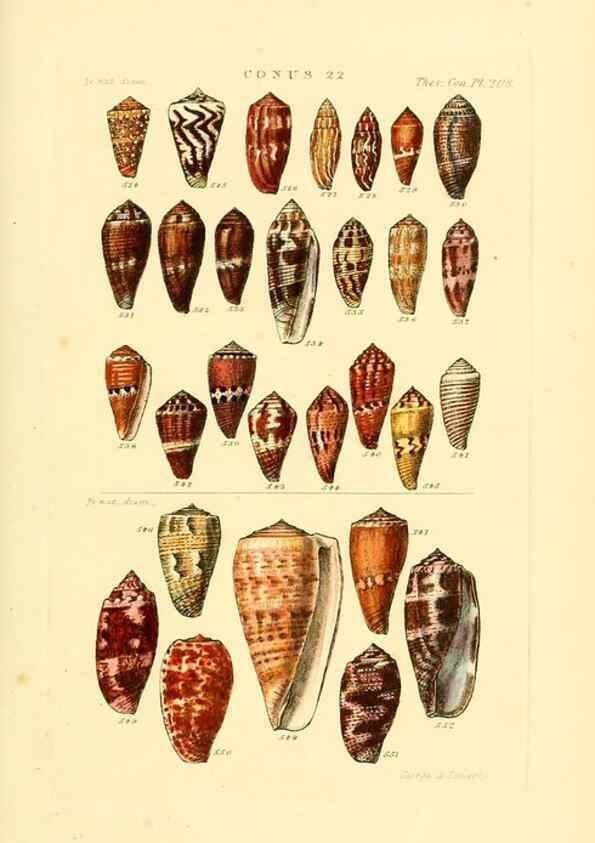 Reproducción/Reproduction 49493095961: Thesaurus conchyliorum, or, Monographs of genera of shells. London :Sowerby ...,1847-1887.. 